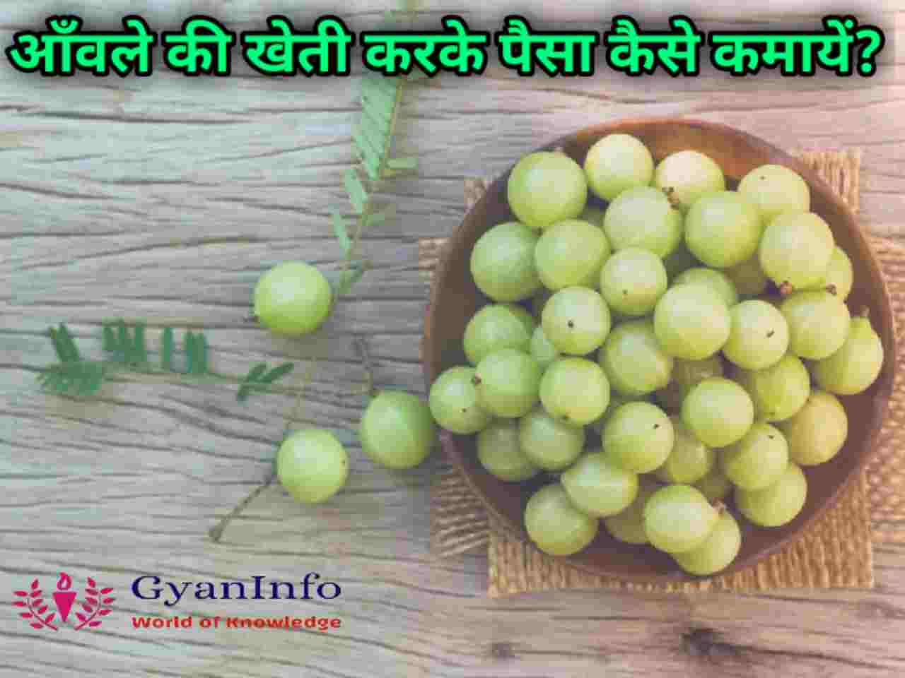Amla Farming Business Idea आँवले की खेती करके पैसा कैसे कमायें